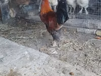 Chickens — الصورة 2