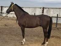 Hengst, Arabian horse — Foto 5