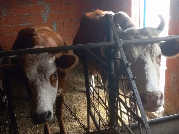 Sigir, Simmental cattle