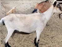 母山羊, Alpine goat — 照片 2