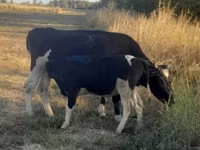 Sigir, Latvian Blue cattle — 1-rasm