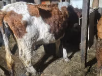 母牛, Latvian Blue cattle — 照片 4