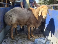 Qoʻchqor, Hissar sheep — 5-rasm