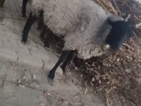 نعجة, Romanov sheep — الصورة 2