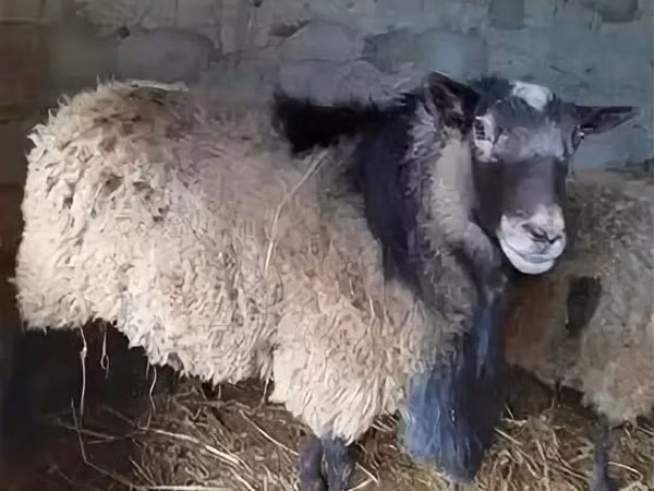 كبش, Edilbay sheep — كازاخستان