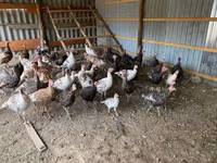 Turkeys — Foto 2
