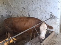 Toro, Simmental cattle — foto 1