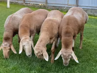 Widder, Arashan sheep — Foto 7