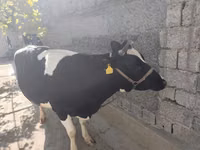 بقرة, Russian Black pied cattle — الصورة 3