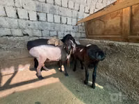 Carnero, Rhon sheep — foto 2