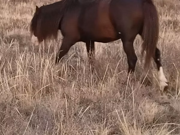 حصان, Kazakh horse