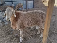 Қошқар, Arashan sheep — 2-сурет