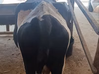 Kuh, Holstein-Rasse — Foto 2
