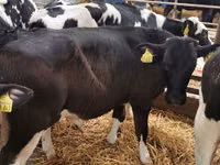 Bovinos (lote, sexo no especificado), Simmental cattle — foto 4