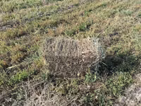 Продам сено разнотравье люцерна камыш трава — Foto 3