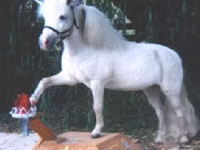 Yegua, Miniature horse — foto 8