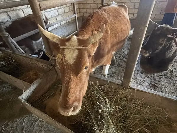 ثور, Latvian Blue cattle