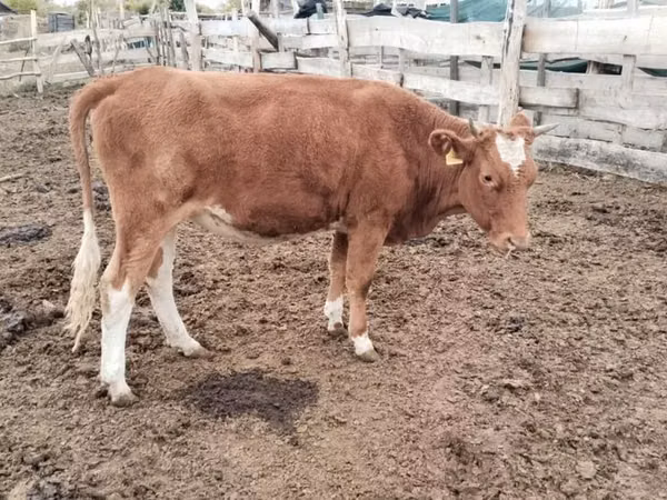 गाय, Simmental cattle — कज़ाखस्तान