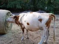 गाय, हंगेरियन ग्रे नस्ल — फ़ोटो 2
