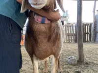 Carnero, Arashan sheep — foto 3