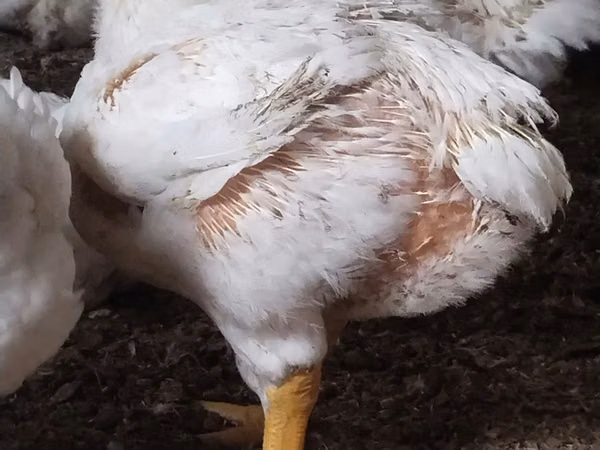 Chickens — Kasachstan