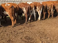 Сиыр, Swiss cattle — 3-сурет