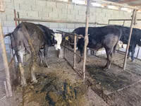公牛, Swiss cattle — 照片 4