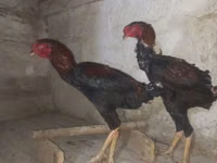 Gallo de pelea de fosa australiano — foto 4