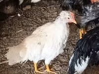 Chickens — Foto 5