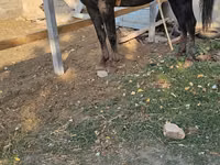 حصان, الخيول — الصورة 3