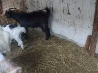 Goat, Goats — photo 5
