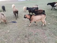 Cabra, Cabras — foto 4
