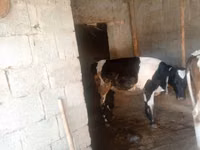 母牛, Cattle — 照片 4