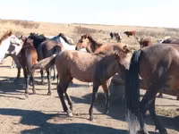 Hengst, Mugalzhar horse — Foto 2
