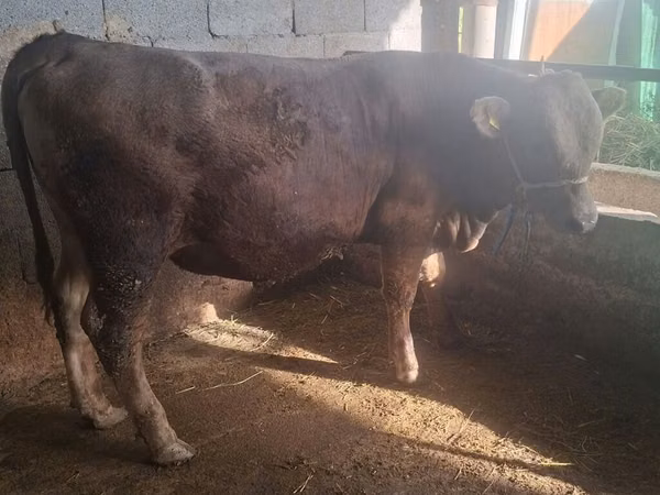 公牛, Swiss cattle — 吉尔吉斯斯坦