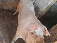 母猪, Pigs — 照片 2