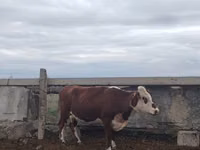 गाय, Simmental cattle — फ़ोटो 3
