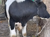 Bulle, Russian Black pied cattle — Foto 3