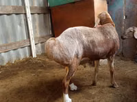 Qoʻchqor, Arashan sheep — 3-rasm