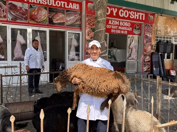 كبش, الأغنام — أوزبكستان