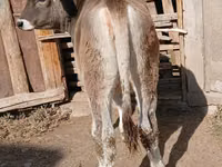 Kuh, Swiss cattle — Foto 5