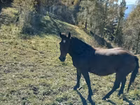 Caballos (lote, sexo no especificado), New Altai Horse — foto 1