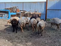 Widder, Arashan sheep — Foto 5