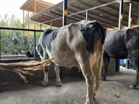 母牛, Holstein breed — 照片 2