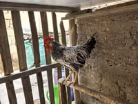 Chickens — الصورة 2