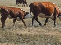 Rinder (Partie, Geschlecht nicht angegeben), Simmental cattle — Foto 1