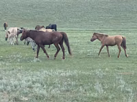 فرس, Horse breed — الصورة 8