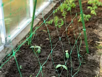 Сетка шпалерная для вьющихся растений.Plasă pentru plante cățărătoare. — Foto 2