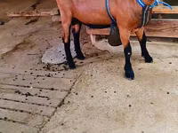 تيس, الماعز — الصورة 2