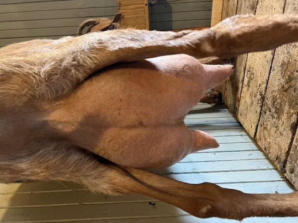 Ziege, Saanen goat